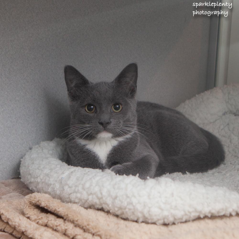 Cheese, Adoptable, Kitten Female Domestic Short Hair.