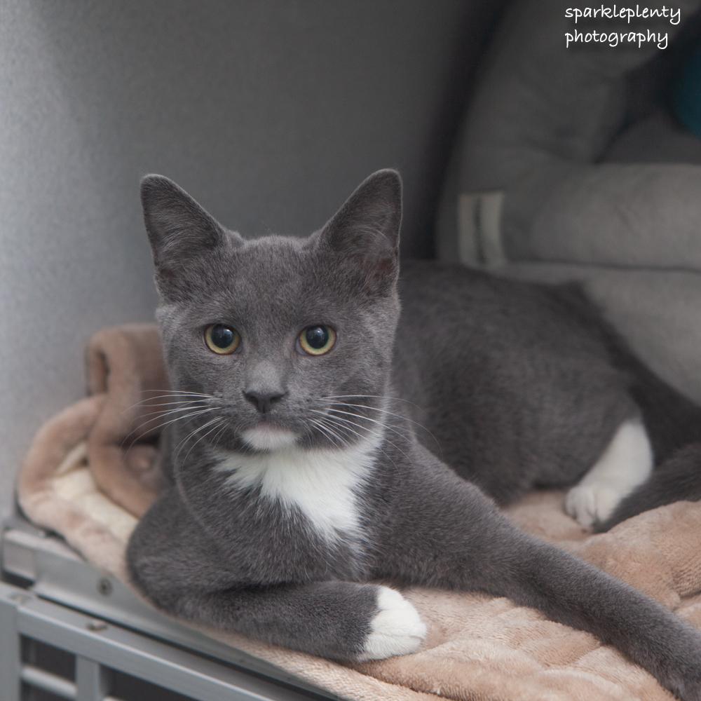 Enlarge Cheese, a Adoptable Domestic Short Hair in Ridgefield, CT image 2/4