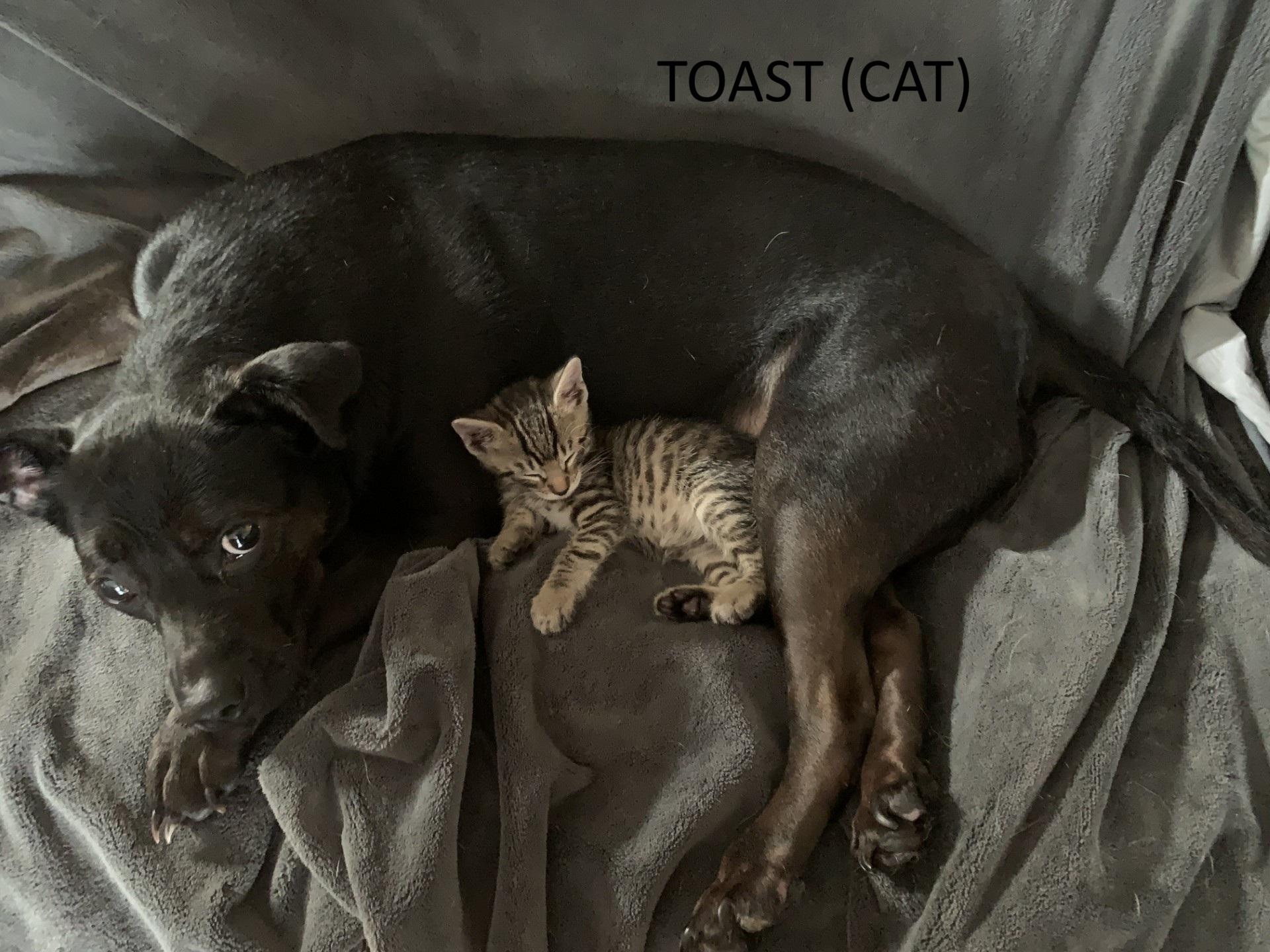 Toast, Adopted, Kitten Male Domestic Short Hair.