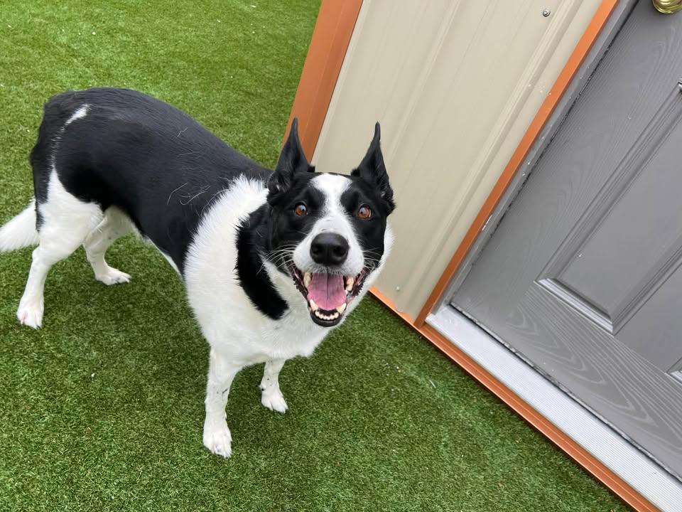 Walker, adopted, Adult Male Border Collie & Labrador Retriever.