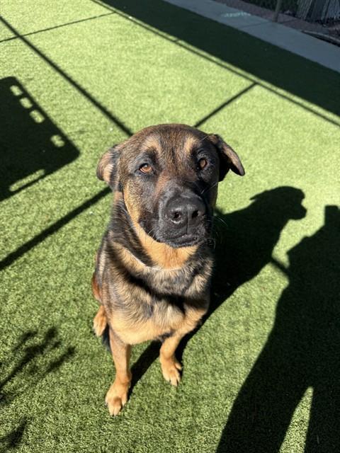 Enlarge JAKE, a Adoptable German Shepherd Dog in Agoura, CA image 2/3