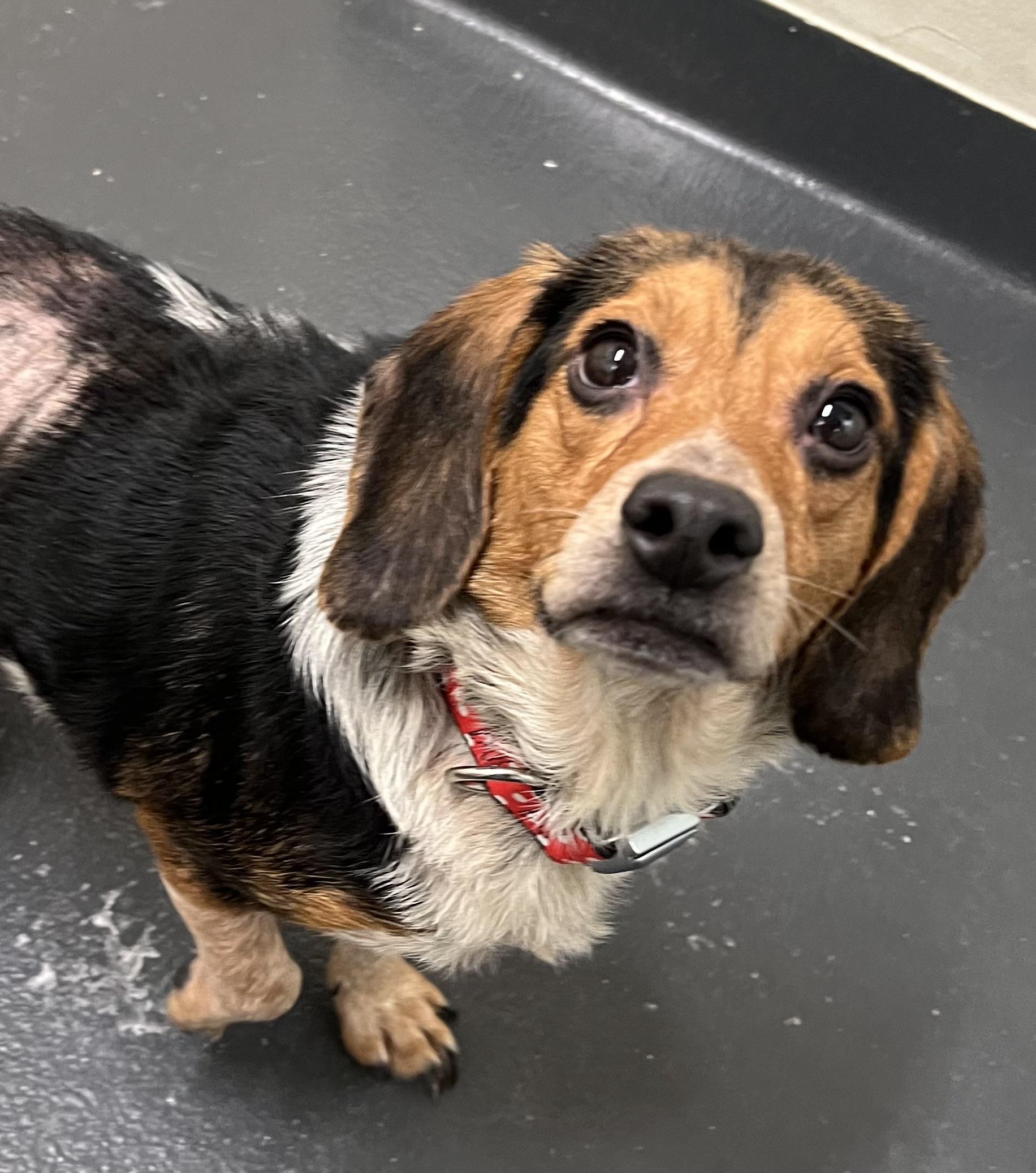 Clint Eastwood, a ADOPTABLE mixed breed in Ithaca, NY image 1/2