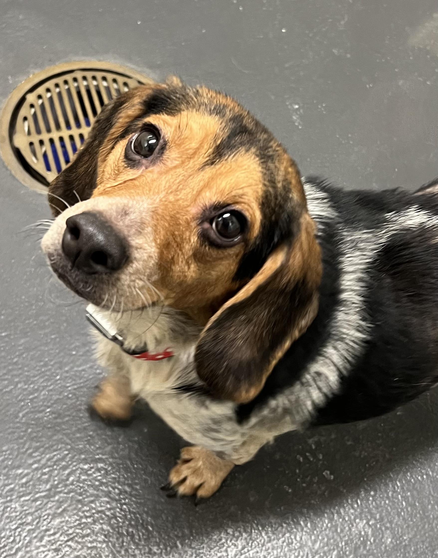 Clint Eastwood, a ADOPTABLE mixed breed in Ithaca, NY image 2/2