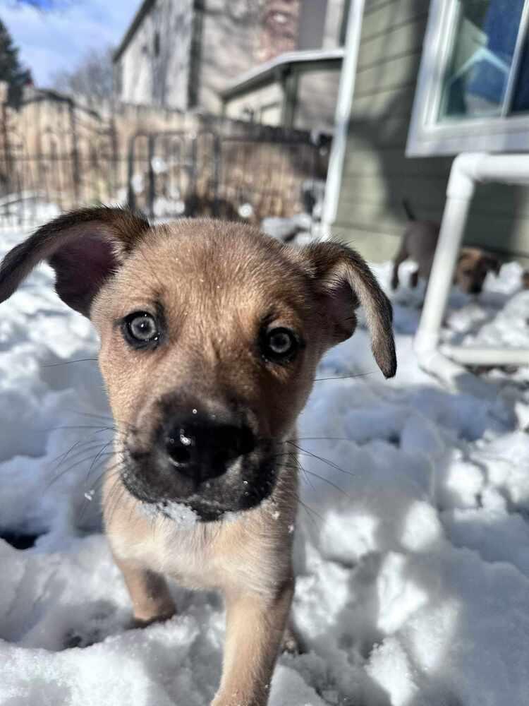Biscuit, Adoptable, Puppy Male Shepherd.