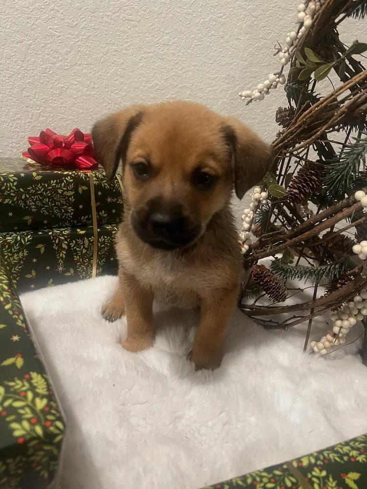 Biscuit, Adoptable, Puppy Male Shepherd.