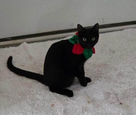 Enlarge Ichigo, a Adoptable Domestic Short Hair in Washington Grove, MD image 2/4