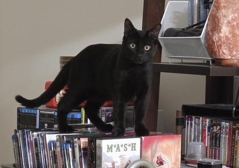 Enlarge Ichigo, a Adoptable Domestic Short Hair in Washington Grove, MD image 3/4