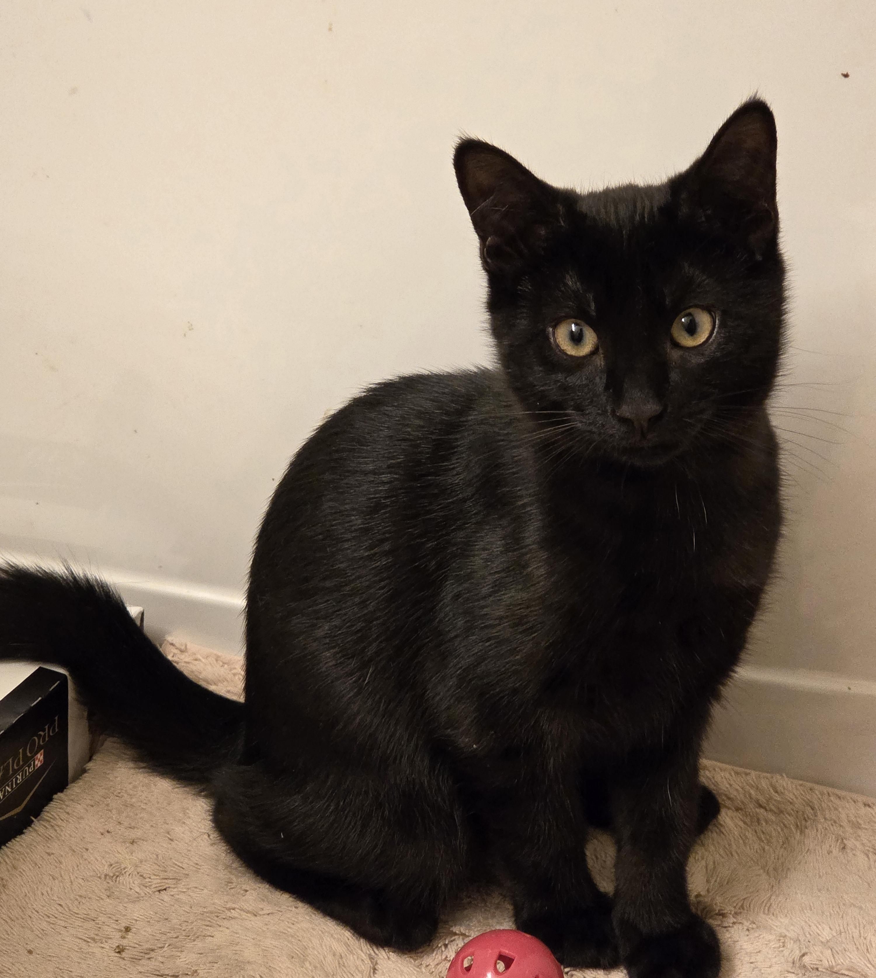 Enlarge Ichigo, a Adoptable Domestic Short Hair in Washington Grove, MD image 1/1