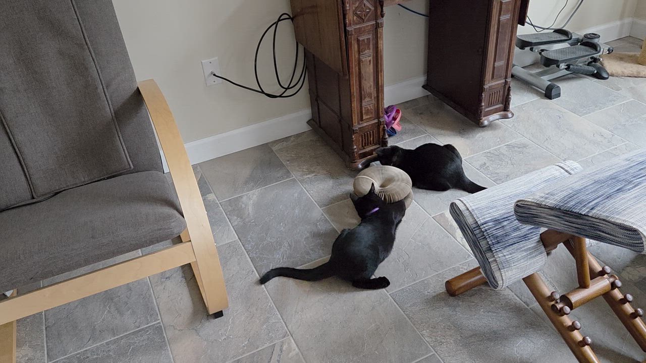 Enlarge Ichigo, a Adoptable Domestic Short Hair in Washington Grove, MD video 4/4