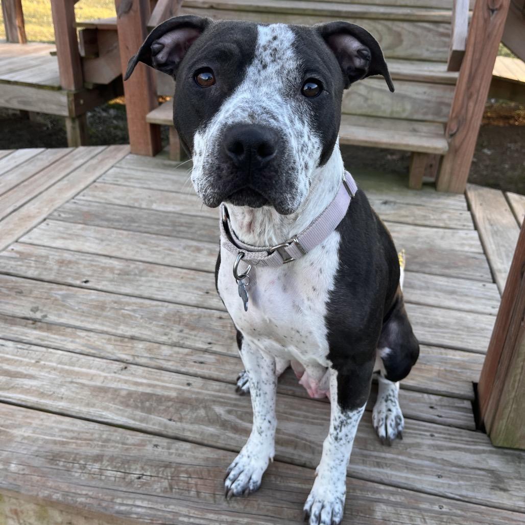 Enlarge Merry , a ADOPTABLE Mixed Breed in Kansas City, KS image 1/1