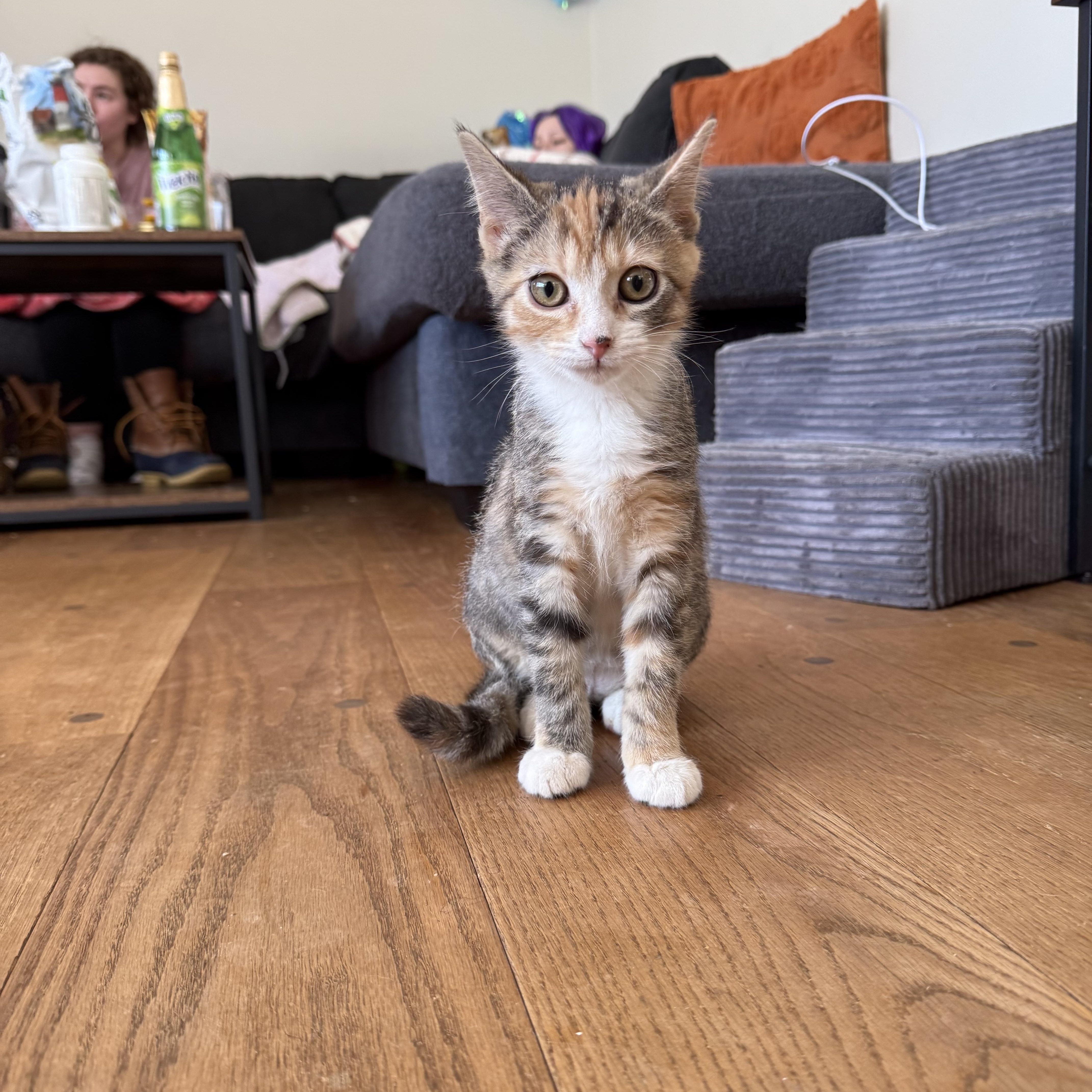 Enlarge Sabrina, an adopted Domestic Short Hair in Elverson, PA image 1/1