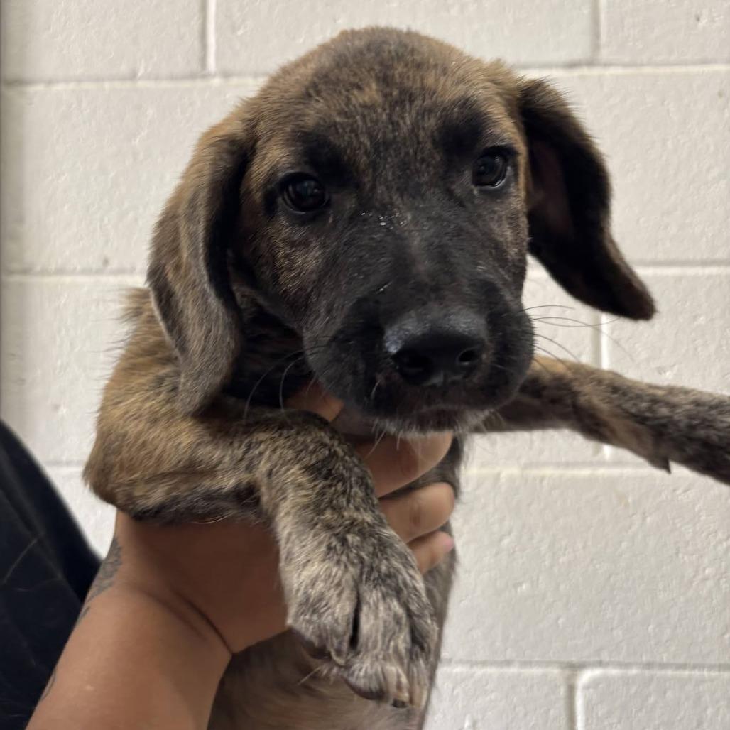 Old Spice, Adoptable, Puppy Male German Shepherd Dog & Catahoula Leopard Dog.