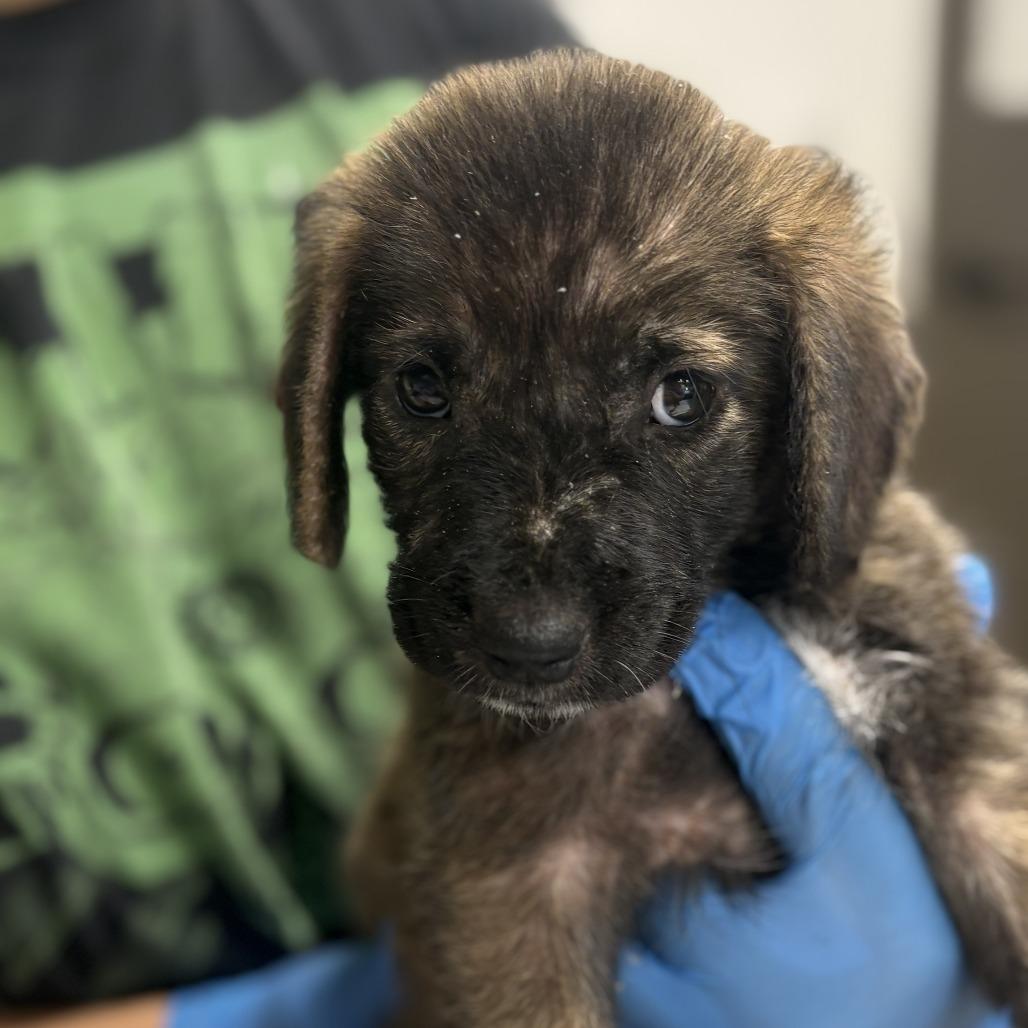 Enlarge Old Spice, a Adoptable mixed breed in Hattiesburg, MS image 2/2