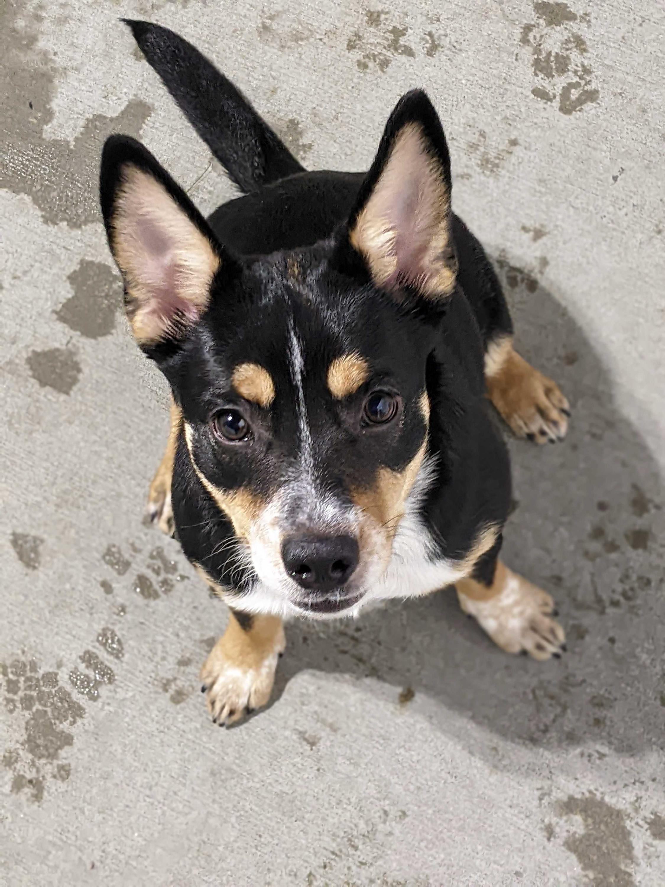 Ritz, Adoptable, Puppy Female Corgi & Australian Cattle Dog / Blue Heeler.