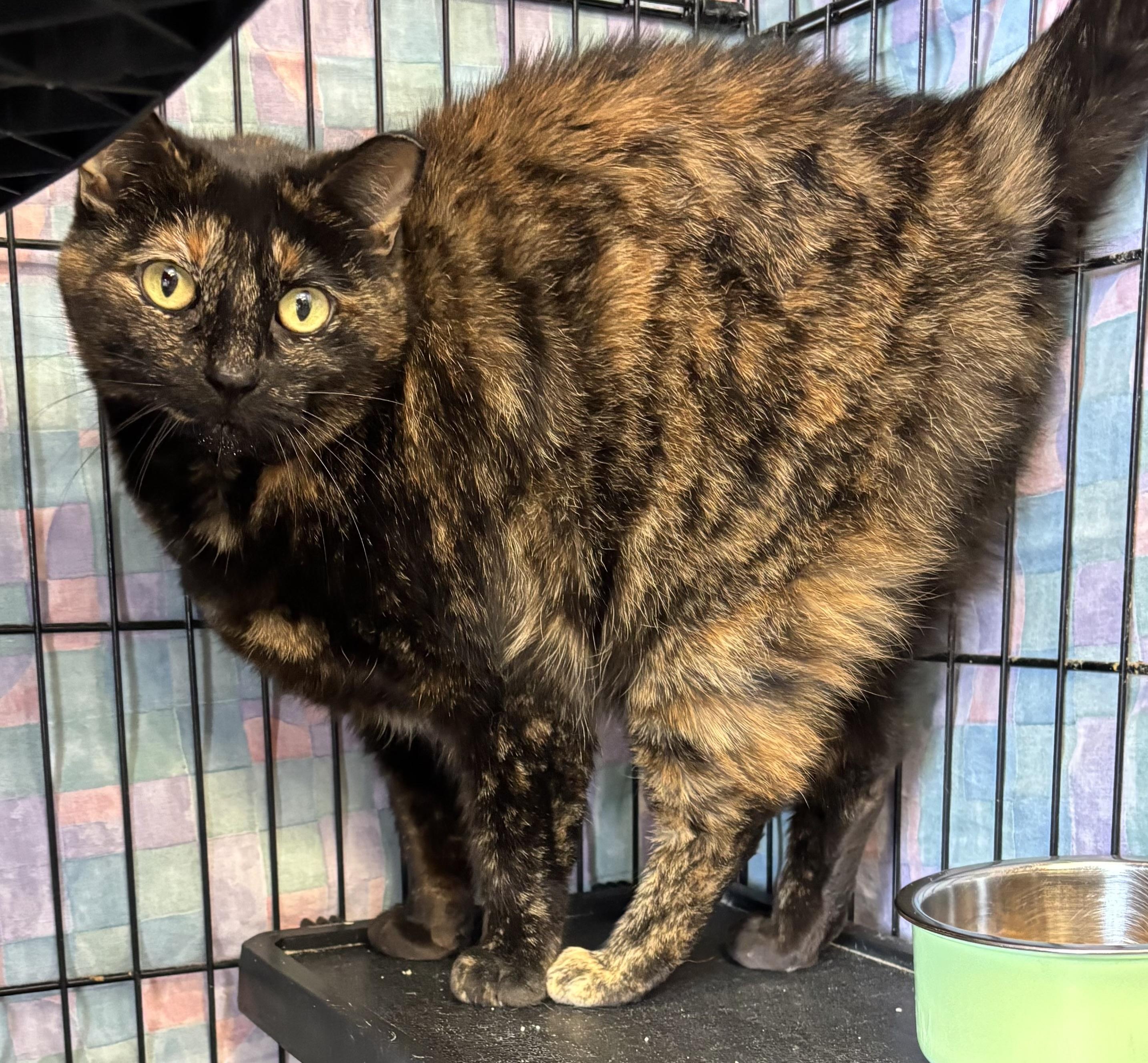 Enlarge Spice, an adopted Domestic Short Hair in Hamburg, NY image 1/1