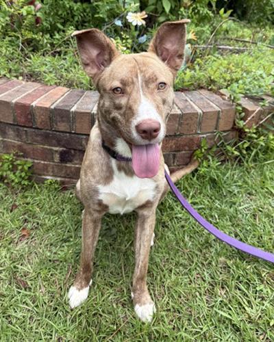 Rory, a Adoptable mixed breed in Lexington, SC image 1/5