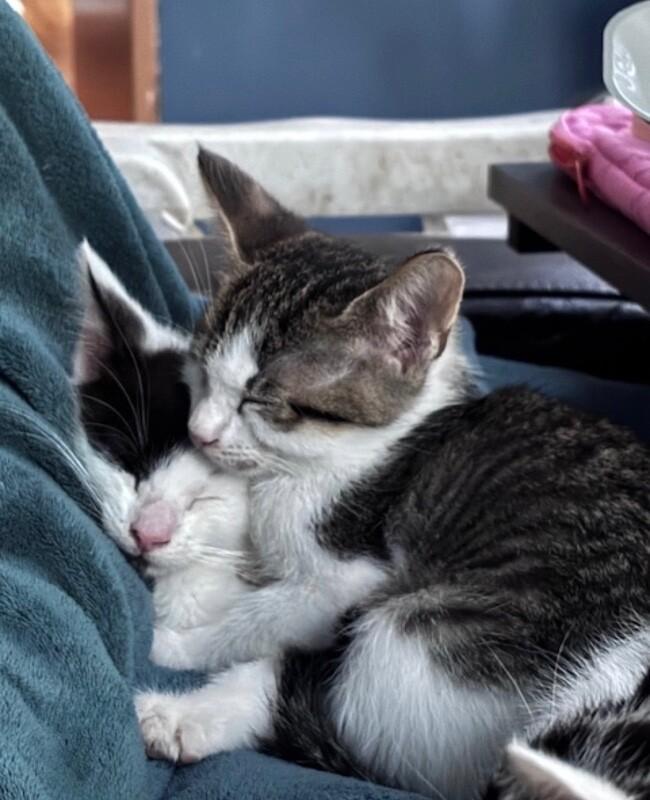 Chip, Adoptable, Young Male Domestic Short Hair.