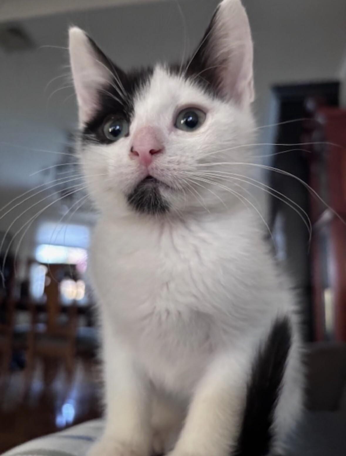 Enlarge Chip, a Adoptable Domestic Short Hair in North Babylon, NY image 2/5