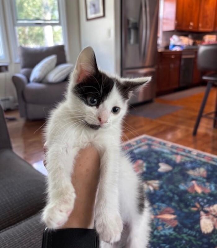 Enlarge Chip, a Adoptable Domestic Short Hair in North Babylon, NY image 3/5