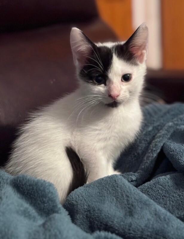 Enlarge Chip, a Adoptable Domestic Short Hair in North Babylon, NY image 4/5