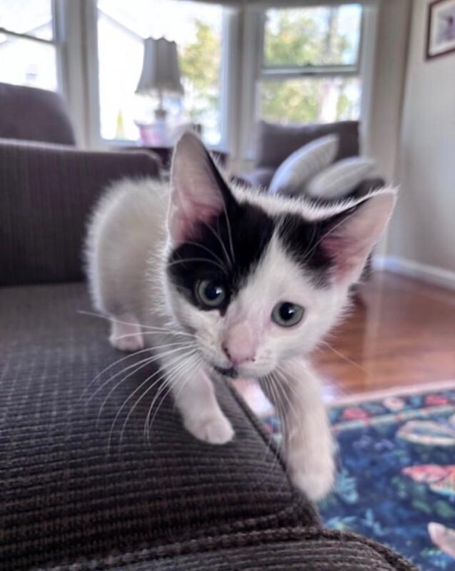 Enlarge Chip, a Adoptable Domestic Short Hair in North Babylon, NY image 5/5
