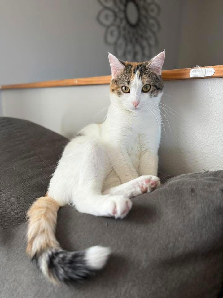 Petunia ⭐️, Adoptable, Young Female Calico & Domestic Short Hair.