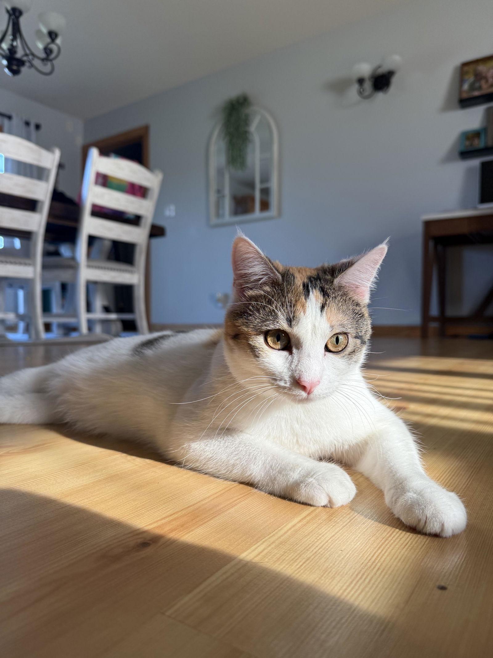 Petunia ⭐️, Adoptable, Young Female Calico & Domestic Short Hair.