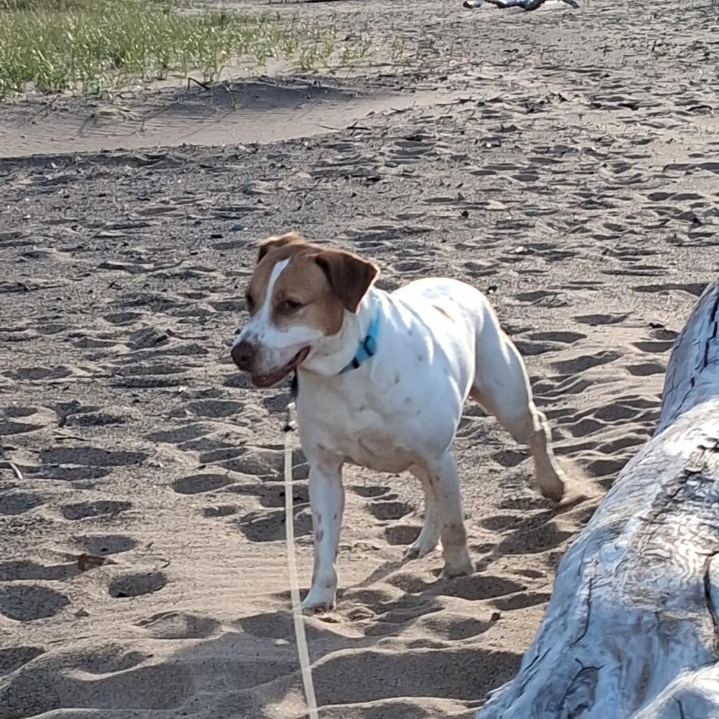 Enlarge Chandler, a Adoptable Mixed Breed in Duluth, MN image 1/6