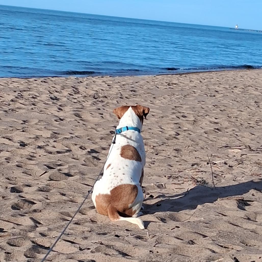 Enlarge Chandler, a Adoptable Mixed Breed in Duluth, MN image 2/6