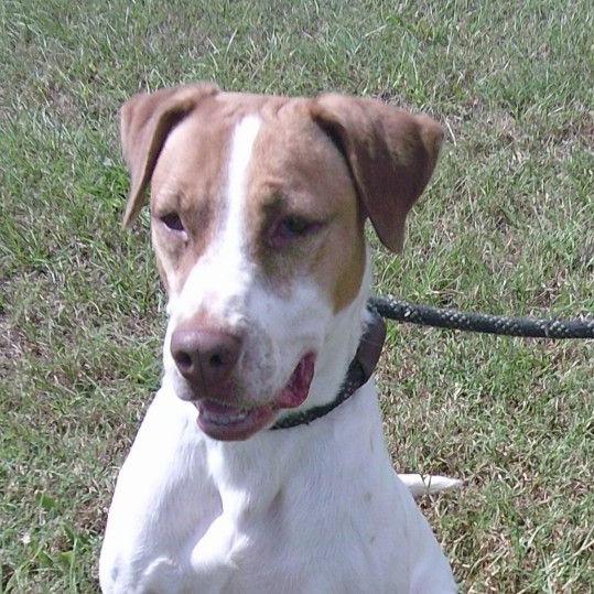 Enlarge Chandler, a Adoptable Mixed Breed in Duluth, MN image 6/6