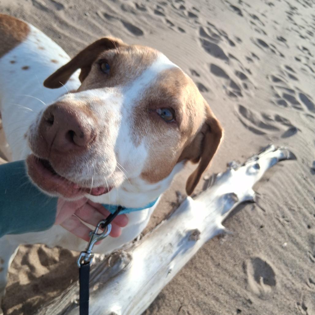 Enlarge Chandler, a Adoptable Mixed Breed in Duluth, MN image 3/6