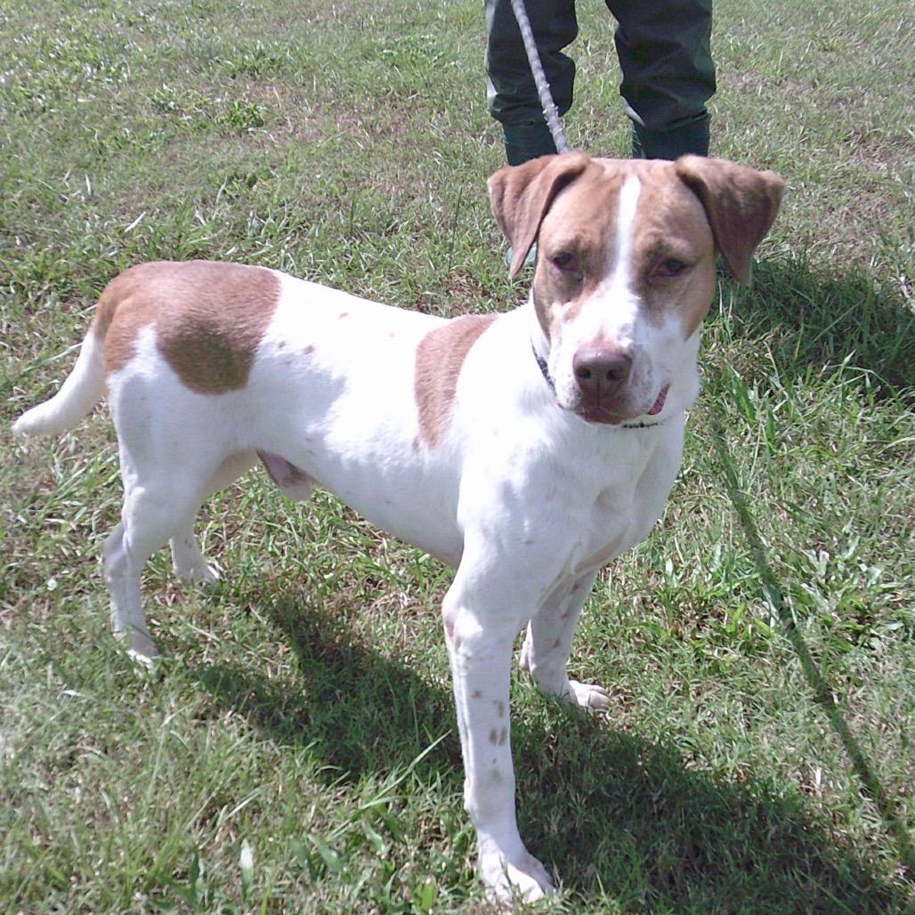 Enlarge Chandler, a Adoptable Mixed Breed in Duluth, MN image 4/6
