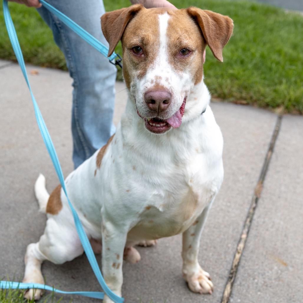 Enlarge Chandler, a Adoptable Mixed Breed in Duluth, MN image 5/6