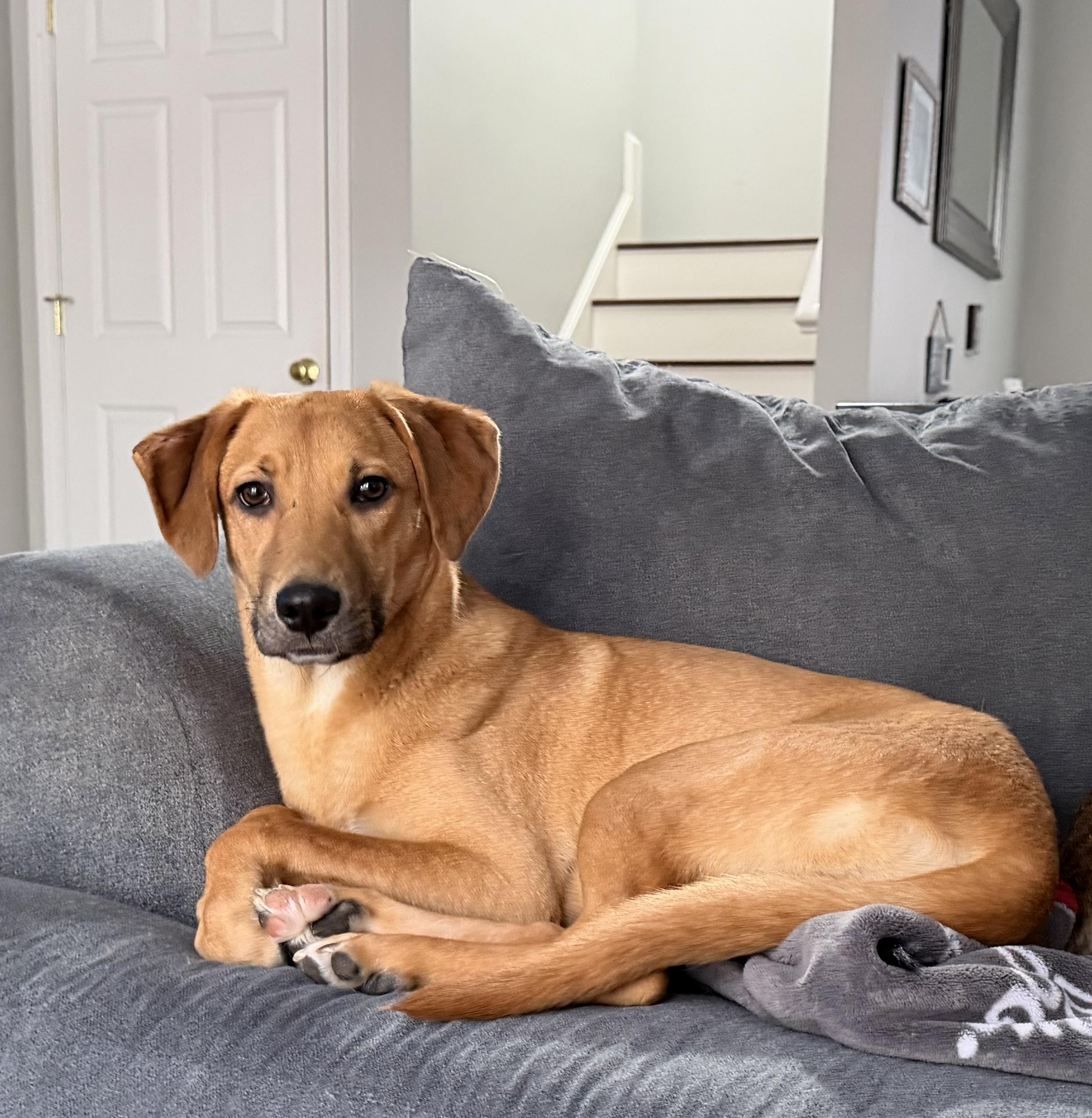 Jackie, Adoptable, Young Female Hound.