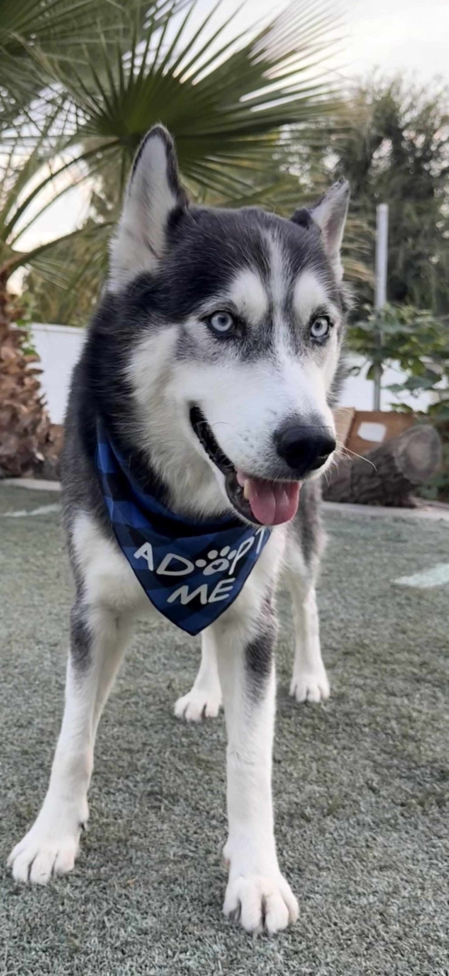 Enlarge Miko, a Adoptable Siberian Husky in Thousand Oaks, CA image 2/4