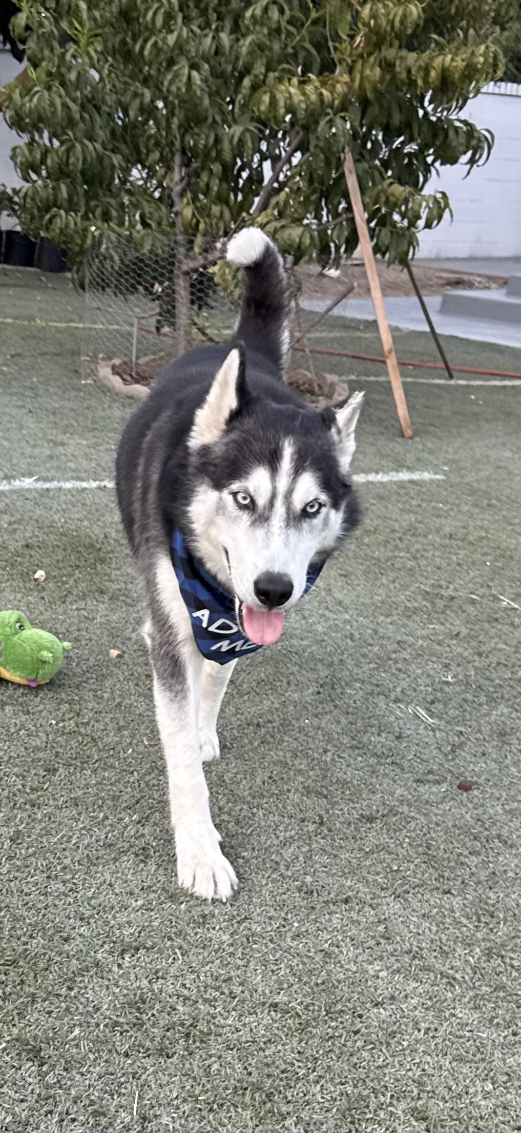 Miko, Adoptable, Young Male Siberian Husky.