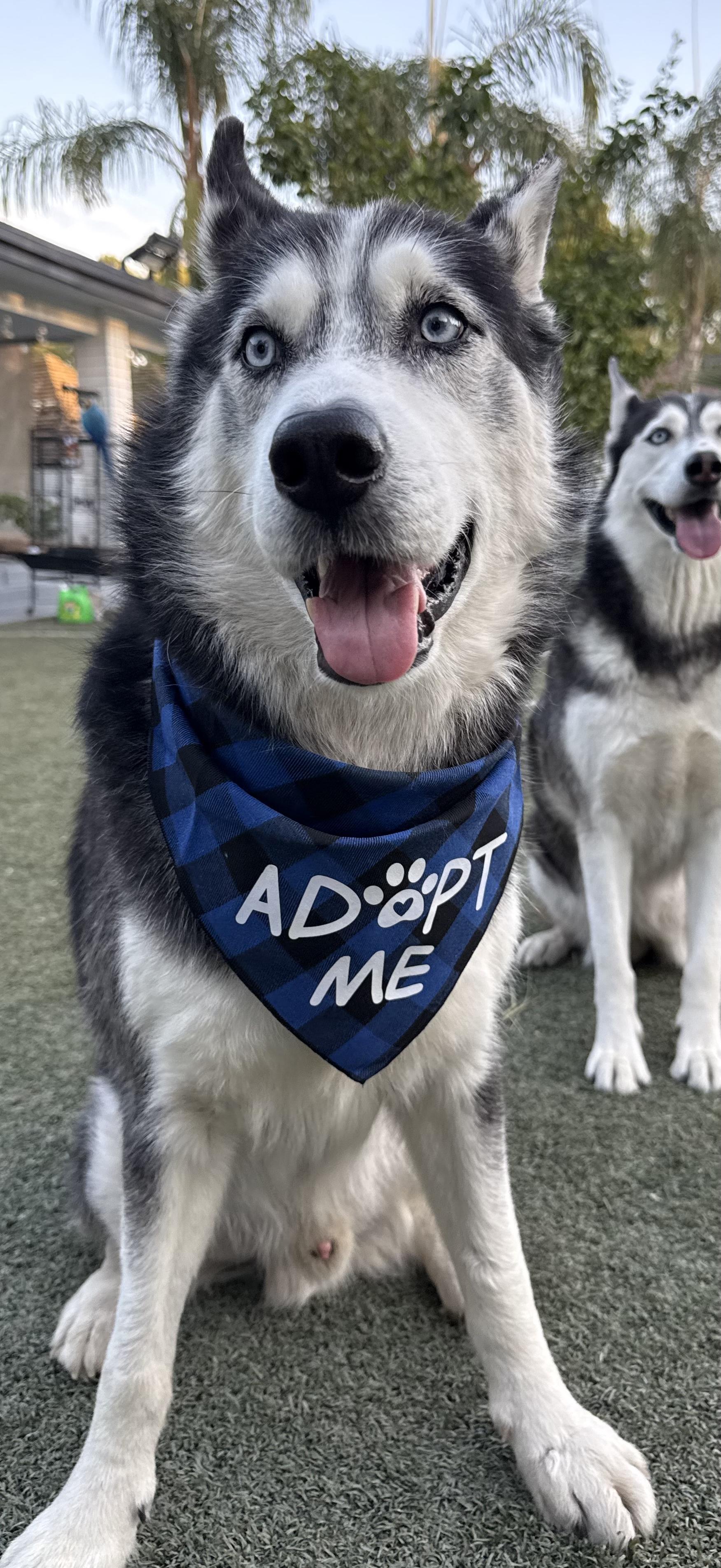 Enlarge Miko, a Adoptable Siberian Husky in Thousand Oaks, CA image 4/4