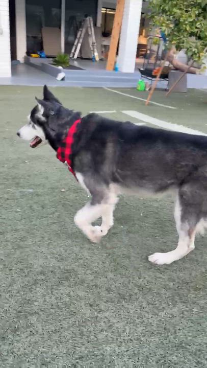 Enlarge Miko, a Adoptable Siberian Husky in Thousand Oaks, CA video 3/4