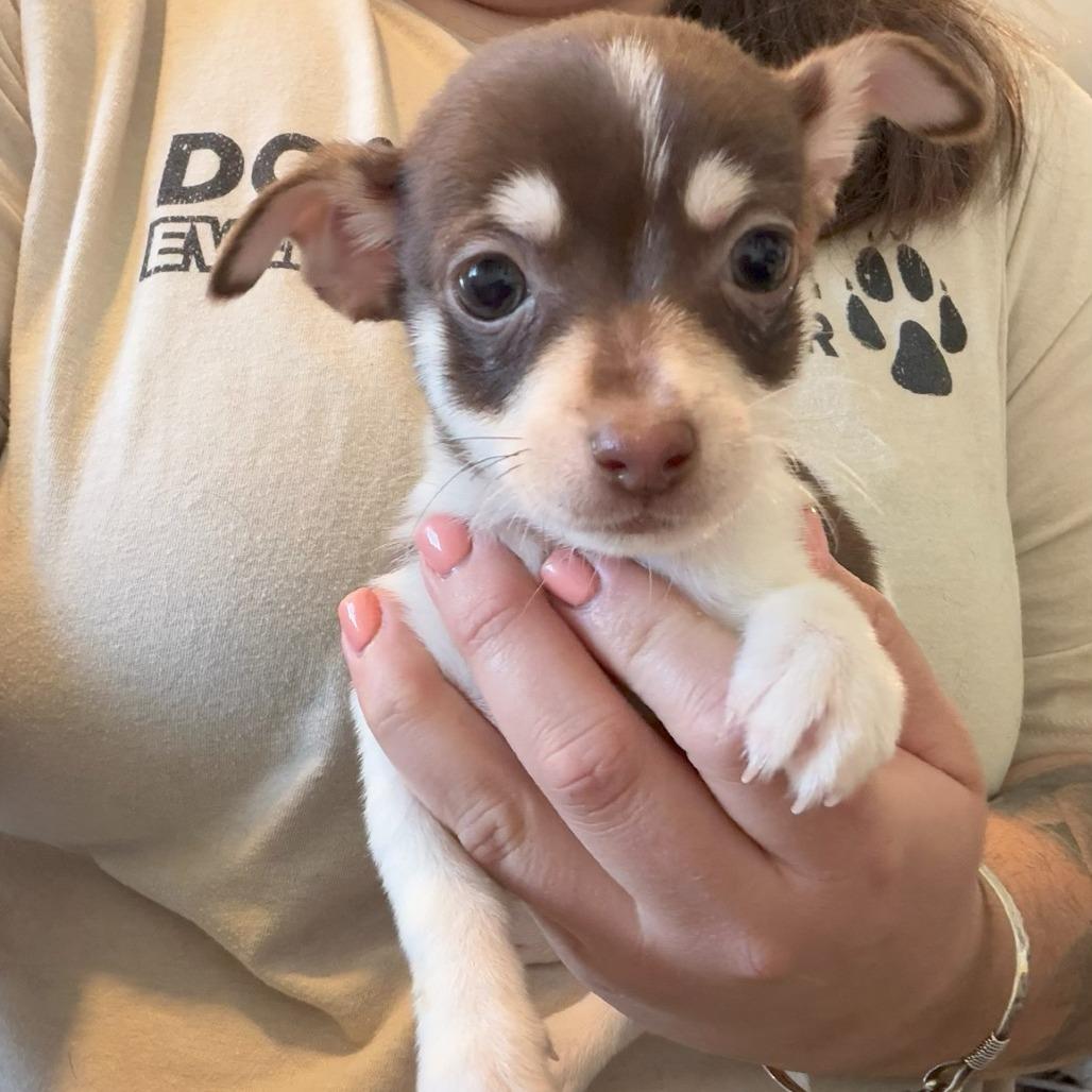 Enlarge Pickles, an adopted mixed breed in Stokesdale, NC image 1/1