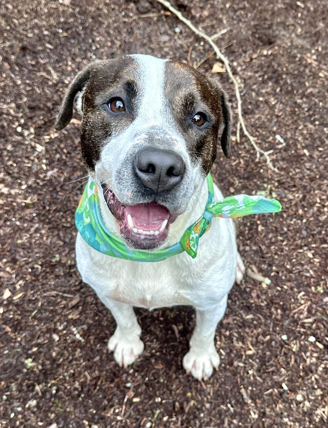 Enlarge Parker, a Adoptable mixed breed in Northport, NY image 1/6