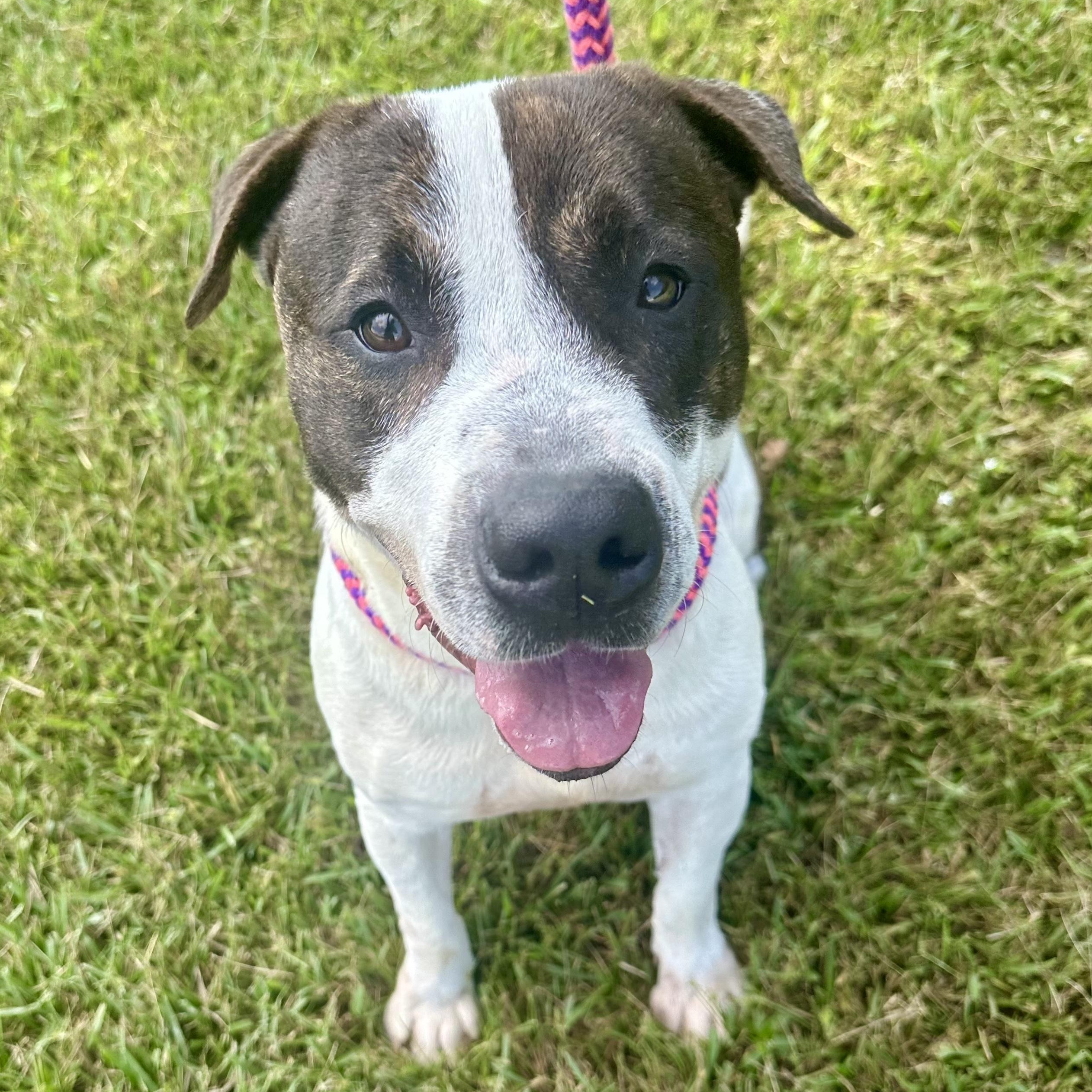 Enlarge Parker, a Adoptable mixed breed in Northport, NY image 4/6