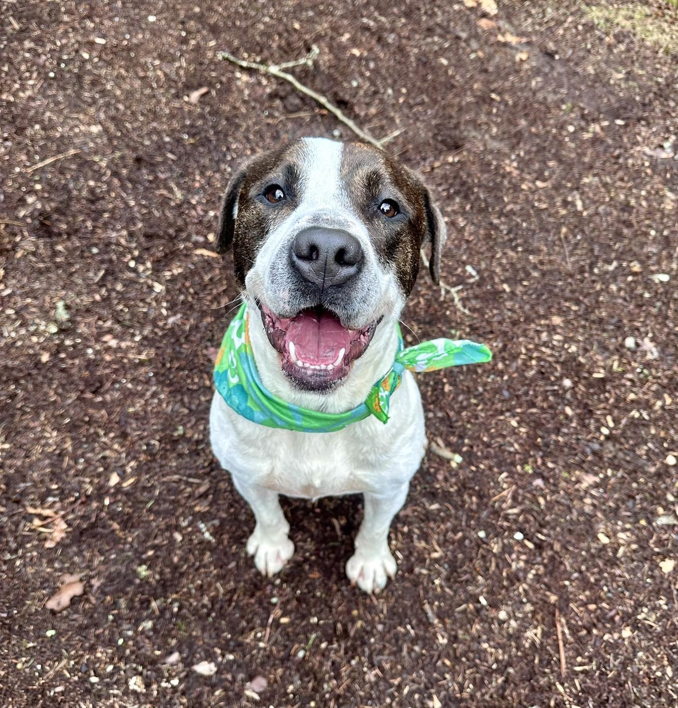 Enlarge Parker, a Adoptable mixed breed in Northport, NY image 6/6