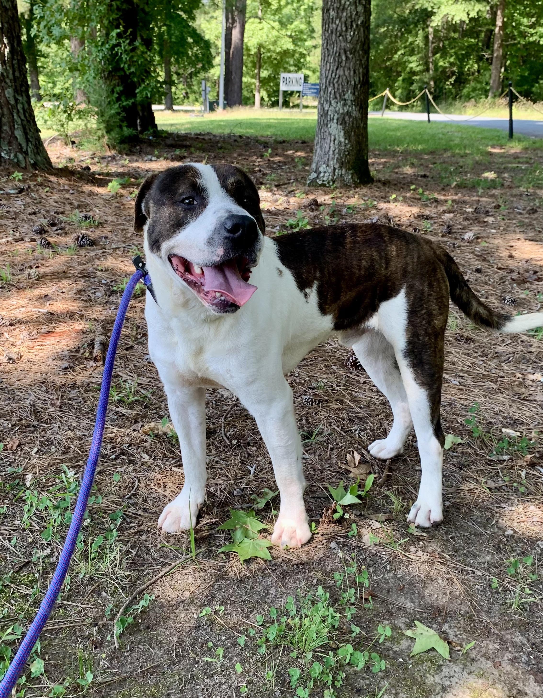 Enlarge Parker, a Adoptable mixed breed in Northport, NY image 5/6