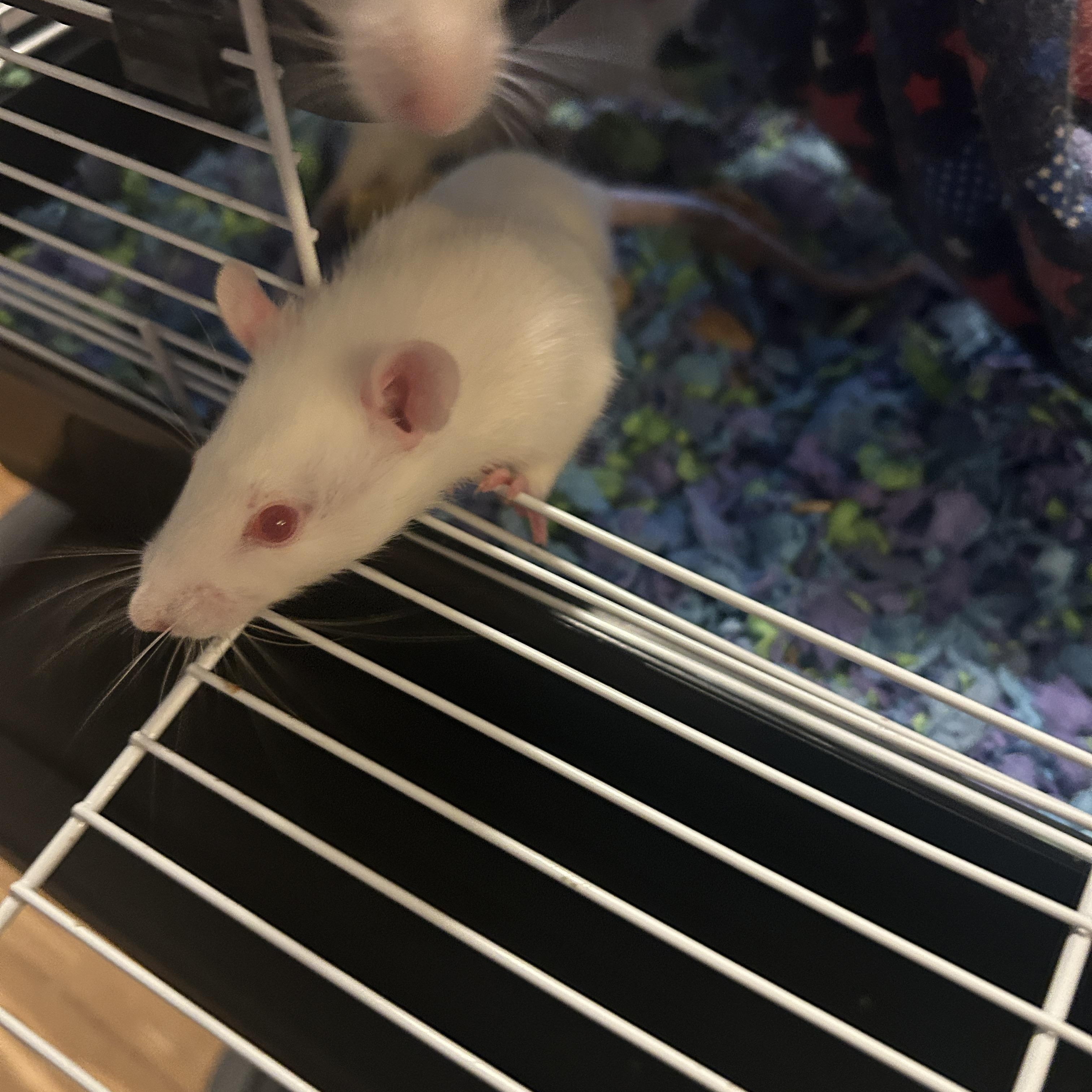 Enlarge Chopin, a Adoptable Rat in Minneapolis, MN image 1/1