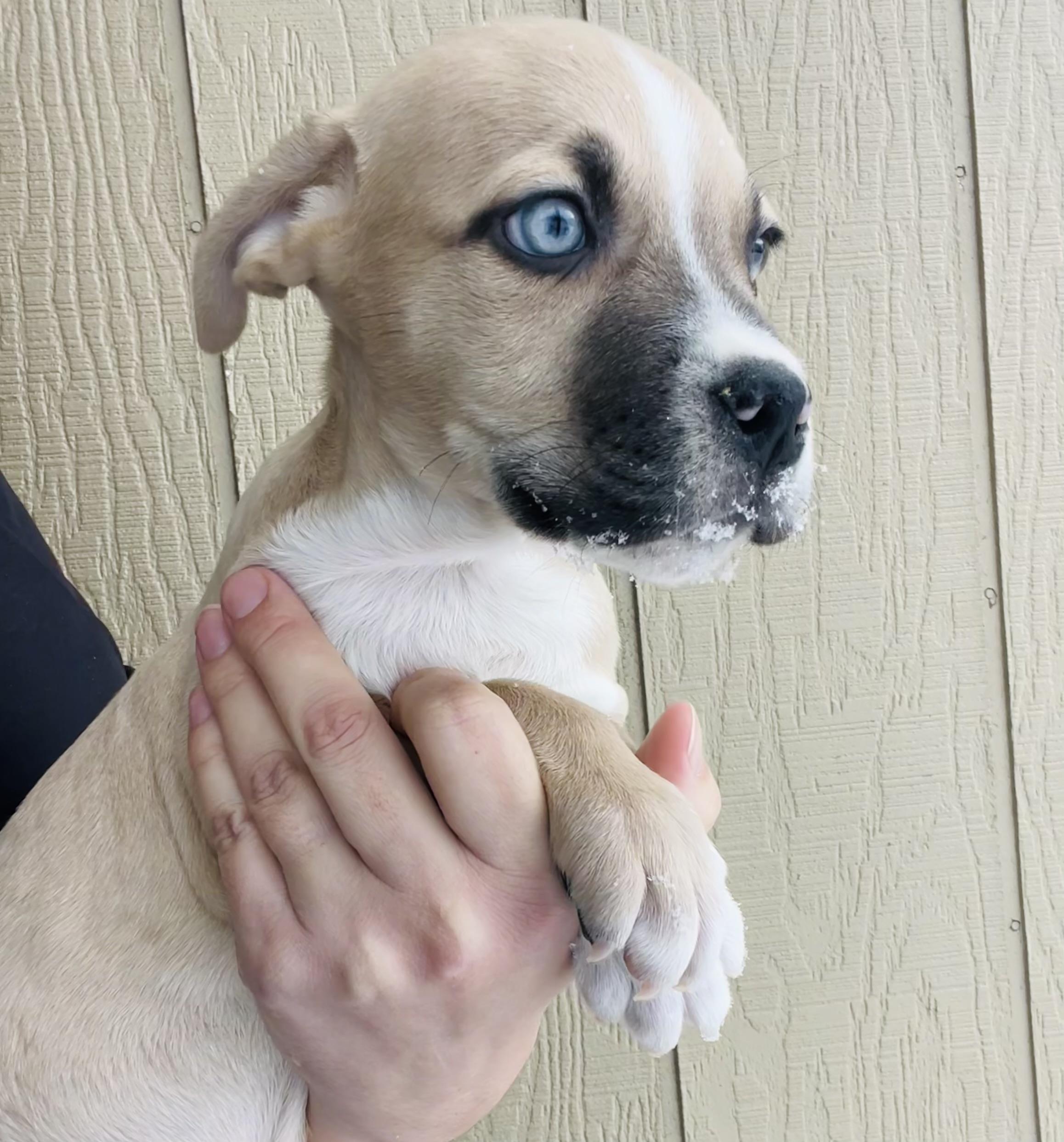 Enlarge Kerry, a ADOPTABLE mixed breed in Winter, WI image 2/2