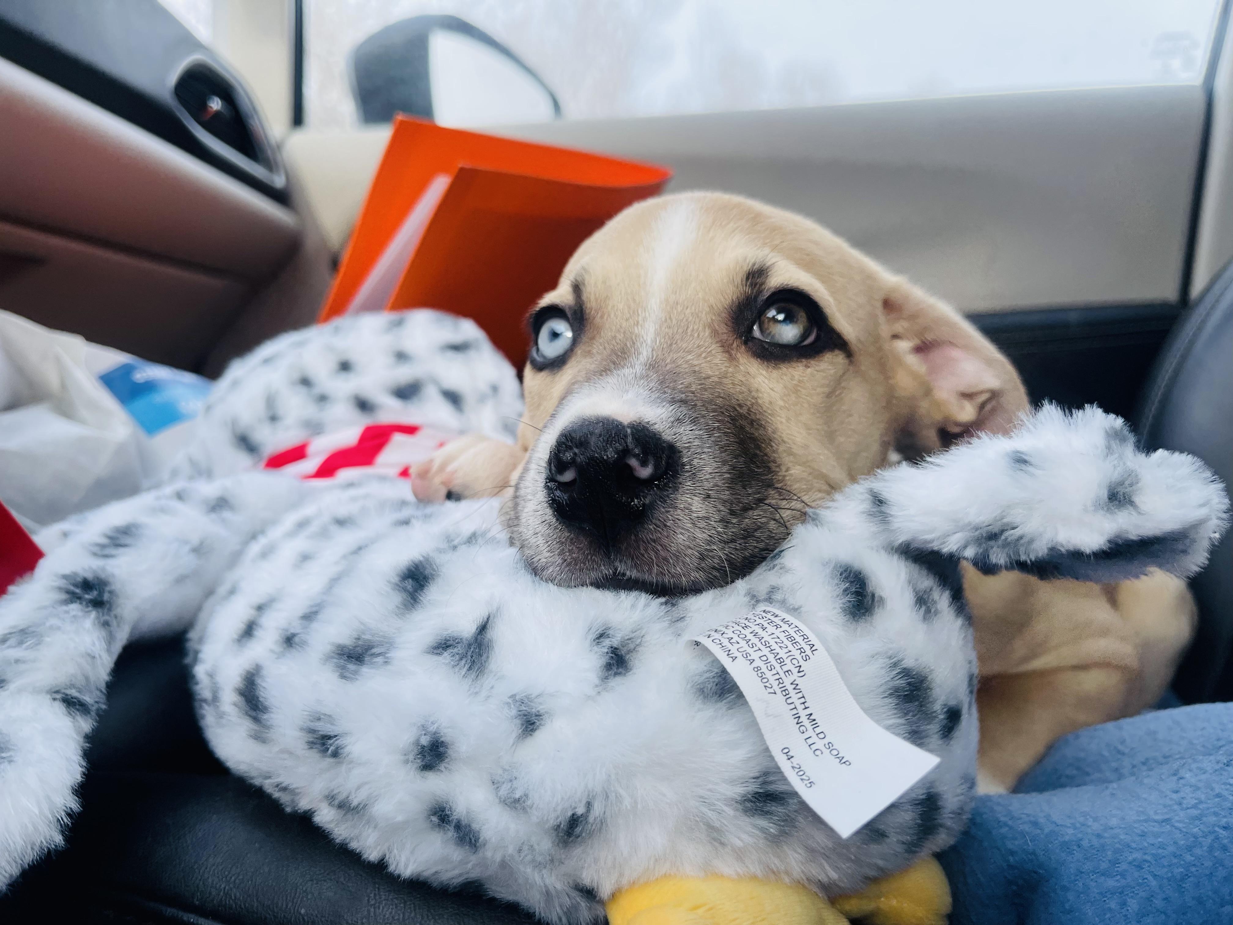 Kerry, ADOPTABLE, Puppy Male Boxer & Black Mouth Cur.