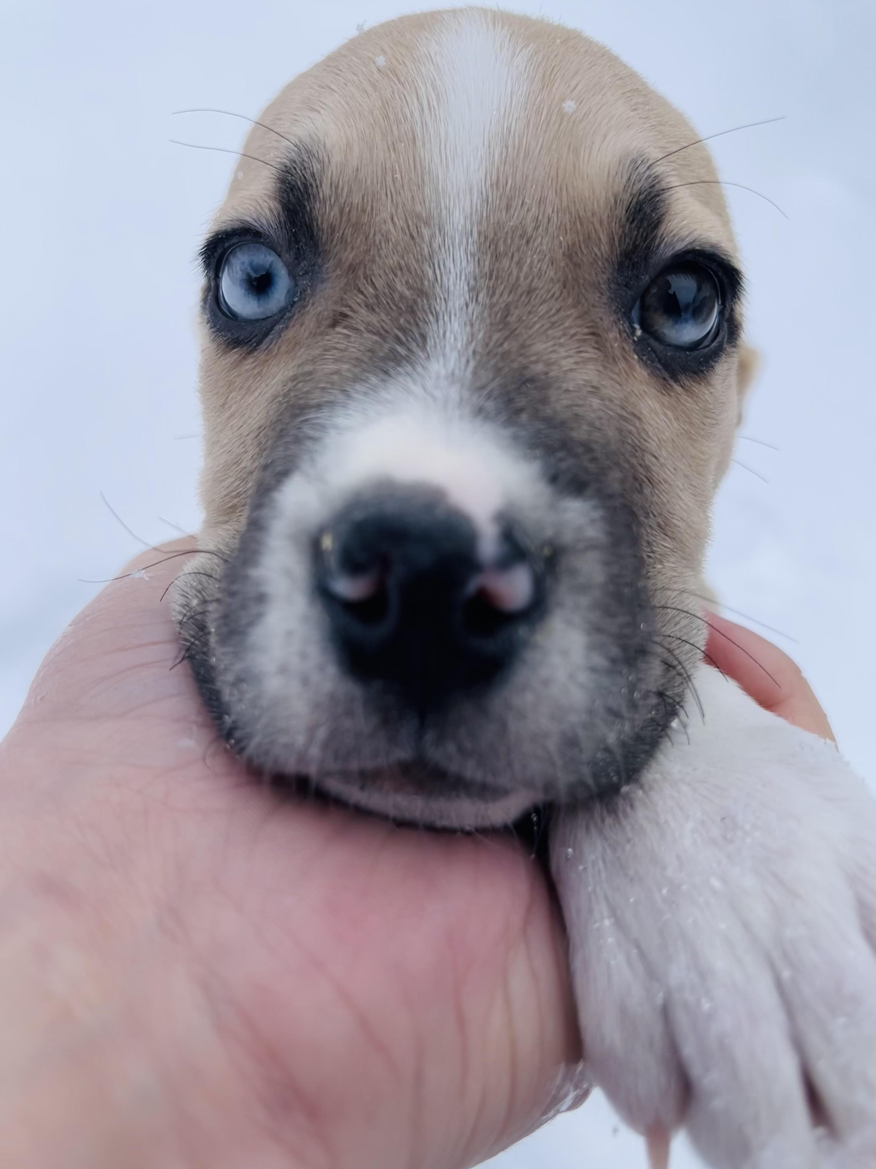 Enlarge Kerry, a ADOPTABLE mixed breed in Winter, WI image 1/2