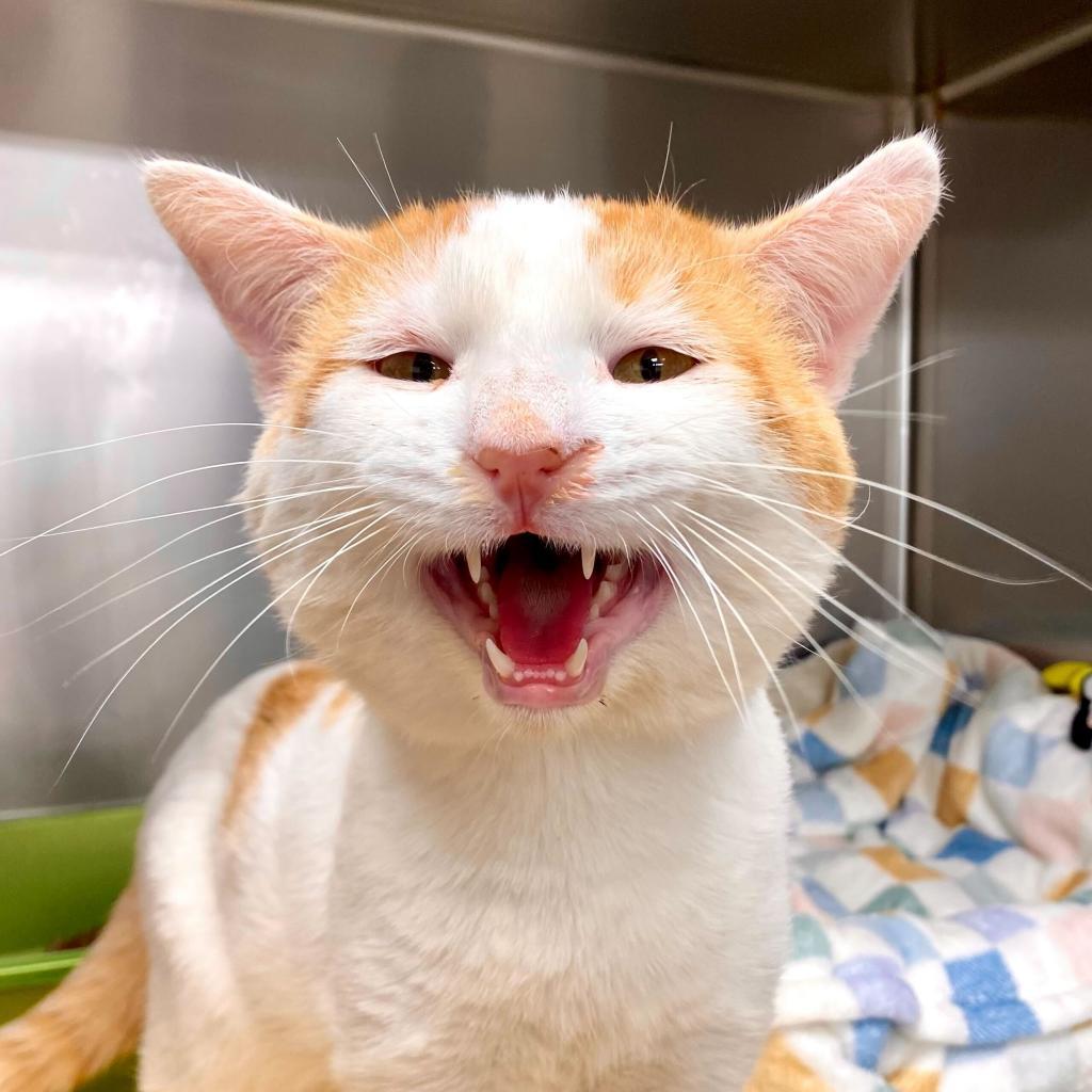 Enlarge Potato, a Adoptable mixed breed in Medford, OR image 1/4