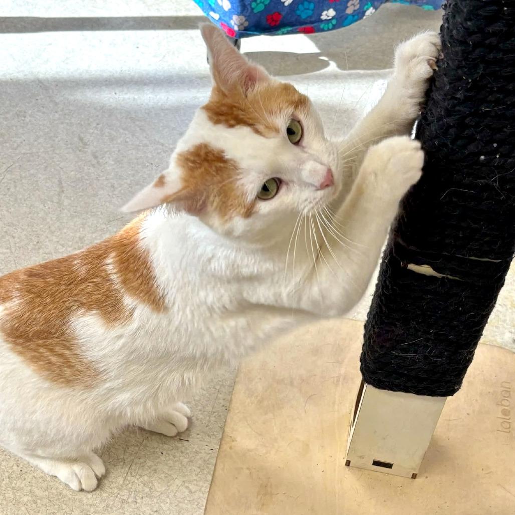 Potato, Adoptable, Adult Male Domestic Short Hair & Mixed Breed.