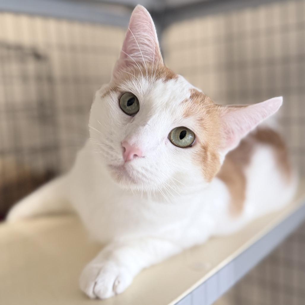 Enlarge Potato, a Adoptable mixed breed in Medford, OR image 4/4